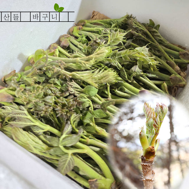 (100개 한정판매) 지리산 산청 자연산 참두릅 500g