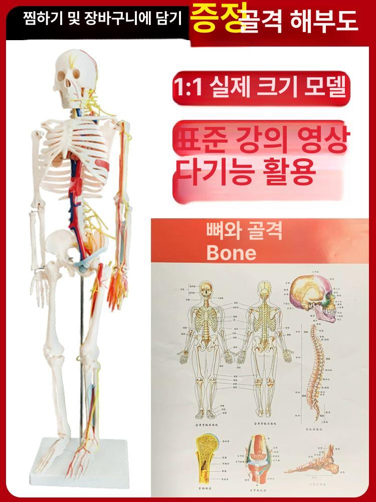 인체 골격모형 해부학 의학용 뼈 모델 전신 척추 교육용 - 상세 이미지 3