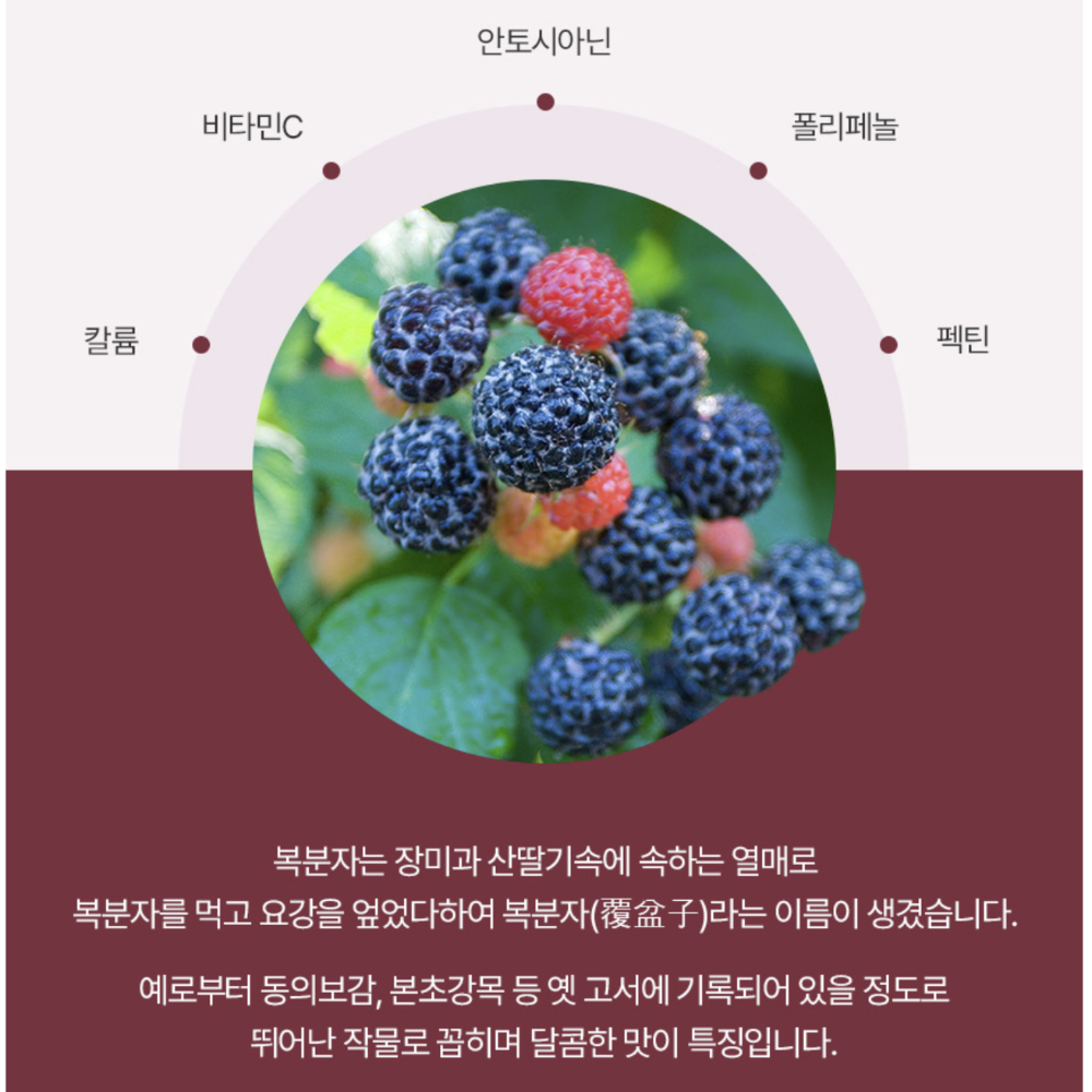 고창 복분자 분말 150G 2통 고농축 발효농축분말 가루 효능 식약처HACCP 이미지 4