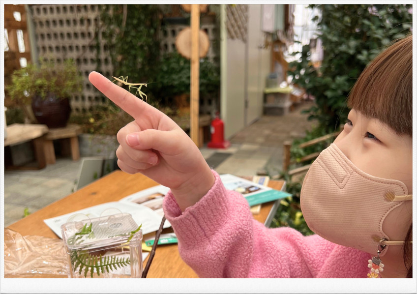 하이밀 사마귀키우기 풀세트 왕사마귀 넓적배사마귀 전용 사육통 2종 및 먹이 포함 판매처 상세 정보 이미지 1