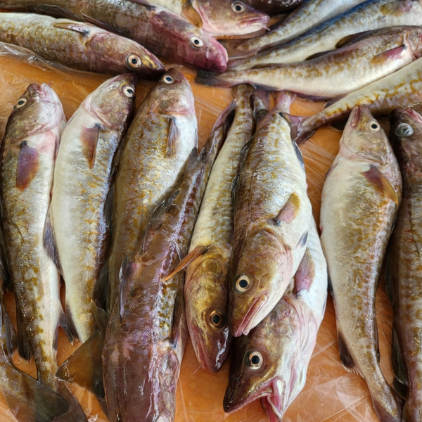 죽변항직송 생대구 생선 대구 탕 지리 생물 1-4미 2kg, 1개 이미지 6