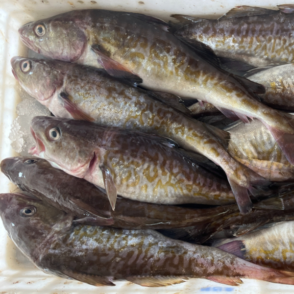 죽변항직송 생대구 생선 대구 탕 지리 생물 1-4미 2kg, 1개 이미지 7