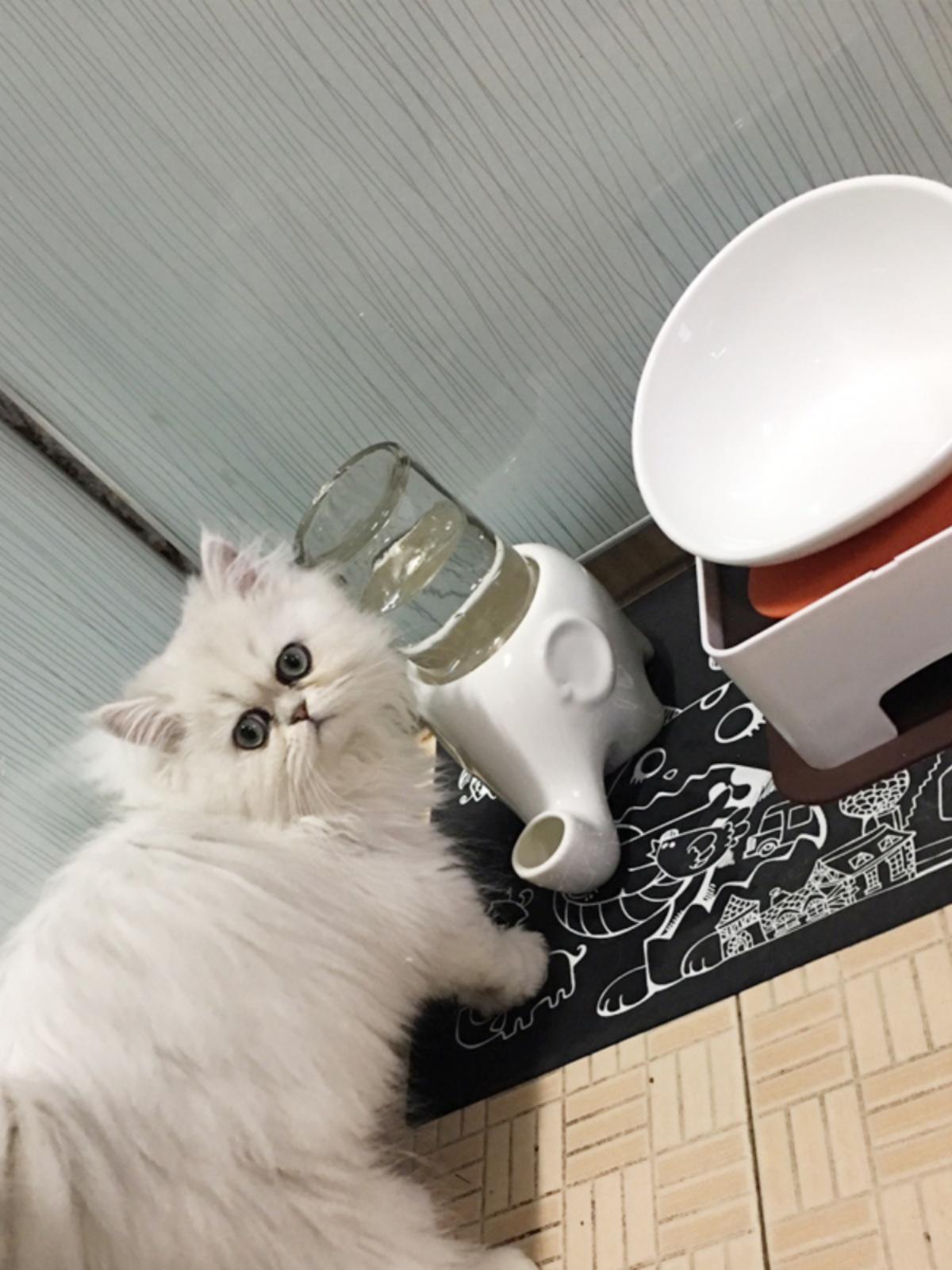 고양이 물통 코끼리 음수기 도자기 화이트 급수기 강아지 브라이트화이트 원형 트레이 - 상세 이미지 2