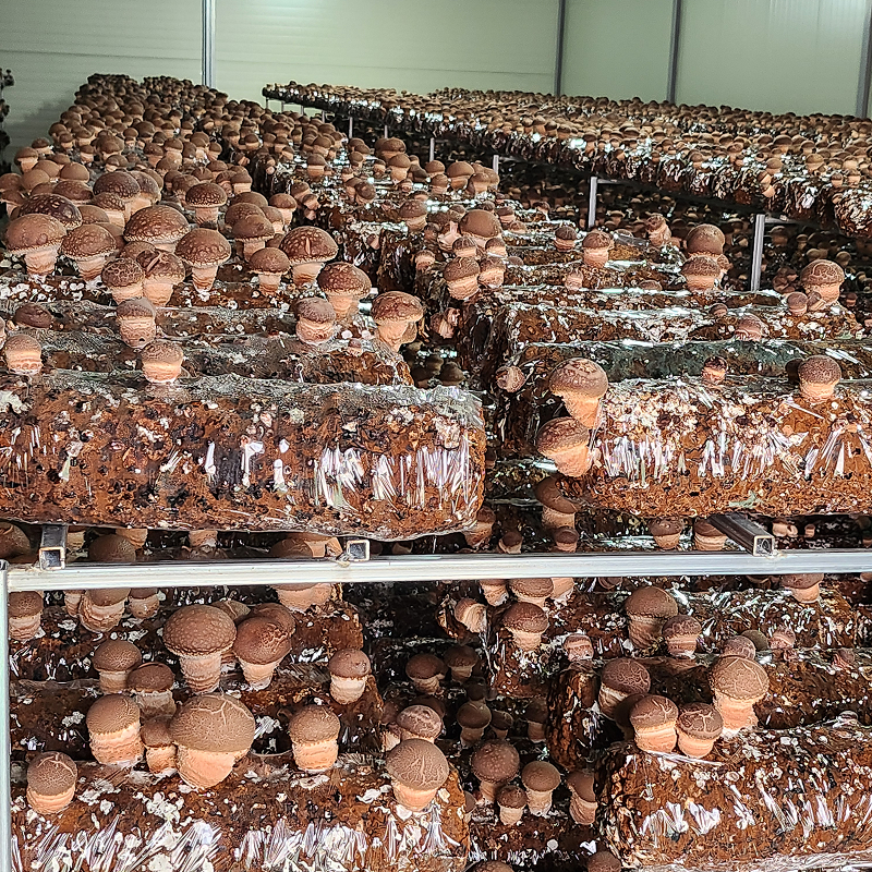 산지직송 국내산 송화고 송화 버섯 송이 미송화 백송화 500g 이미지 6