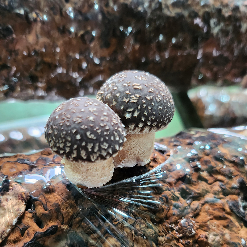 산지직송 국내산 송화고 송화 버섯 송이 미송화 백송화 500g 이미지 7
