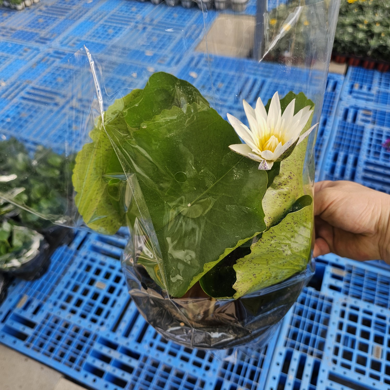 열대수련 연꽃 화분 모종 이미지 6