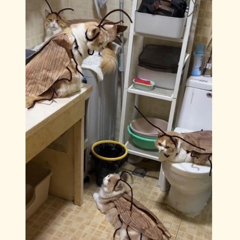 DIY 고양이 바퀴벌레 코스튬 코스프레 킹받는 선물 쓸모없는 쓸데없는 웃긴 - 상세 이미지 3