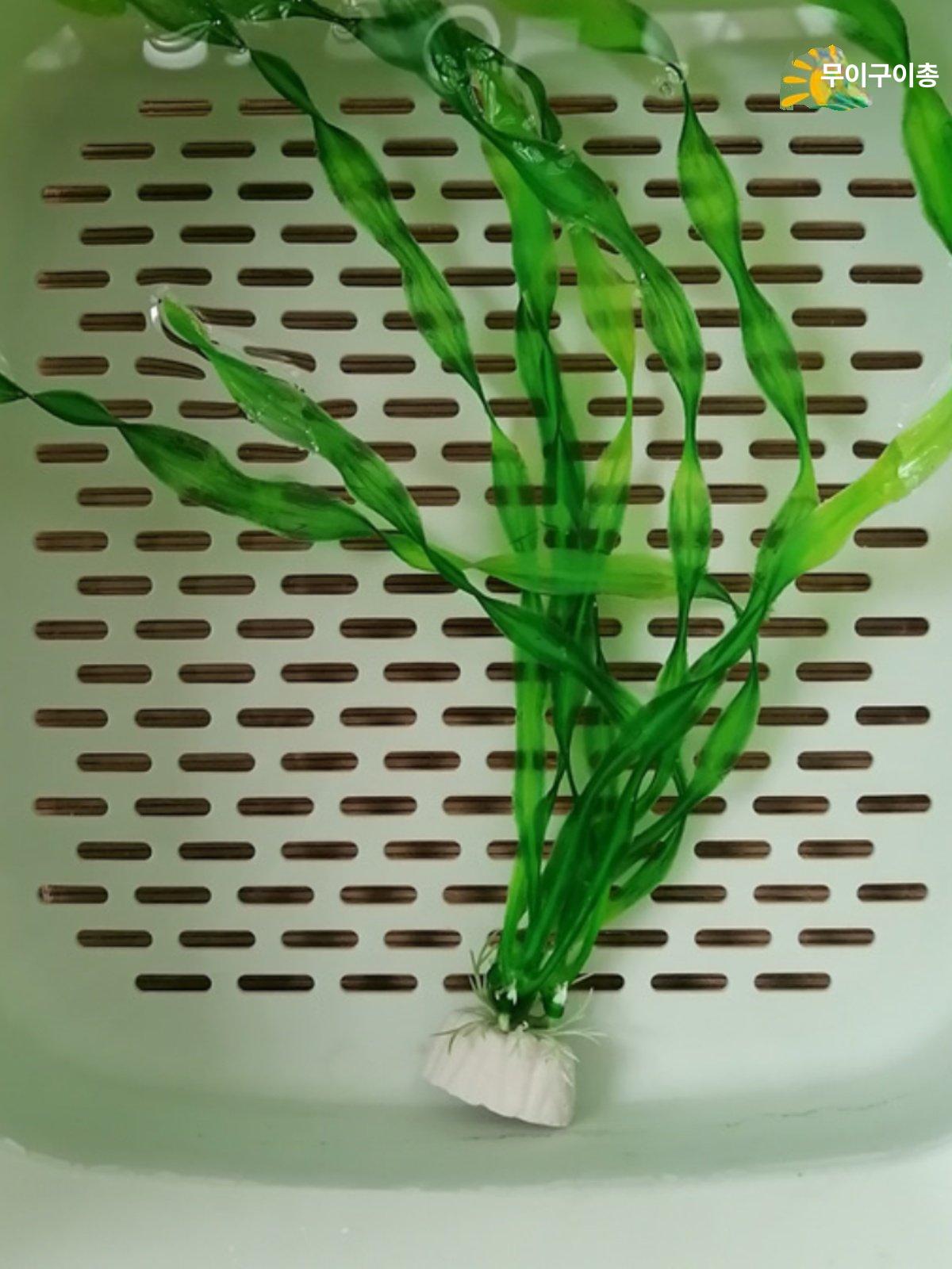 어항수초 인공 해초 그린 인조수초 치비은신처 수족관 30cm 리얼리스틱 씨대 수초 10개 - 상세 이미지 3