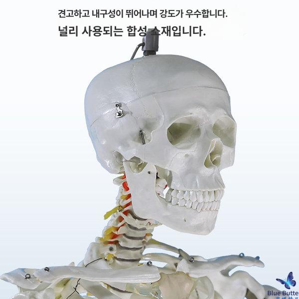 인체 해골 모형 해부학 골격 척추 신경 교육용 병원 실습 뼈모형 - 상세 이미지 2