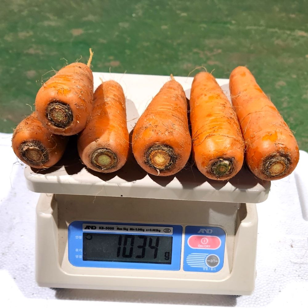 유기농 제주 구좌 당근 무농약 햇당근 흙당근 3kg 5kg 10kg 이미지 3