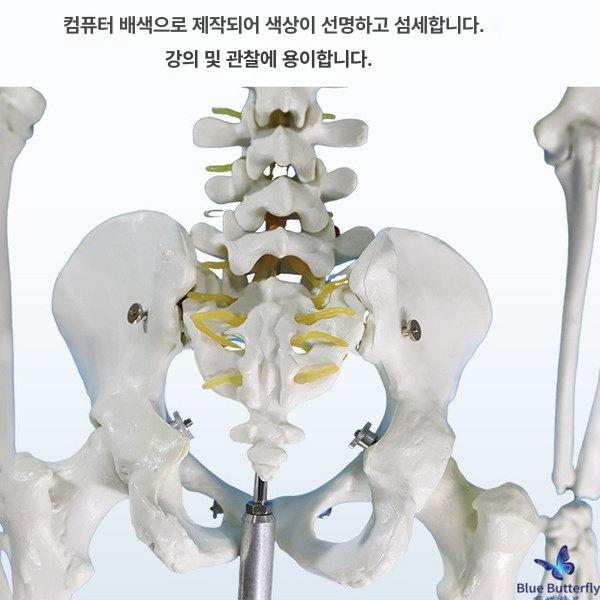 인체 해골 모형 해부학 골격 척추 신경 교육용 병원 실습 뼈모형 - 상세 이미지 4
