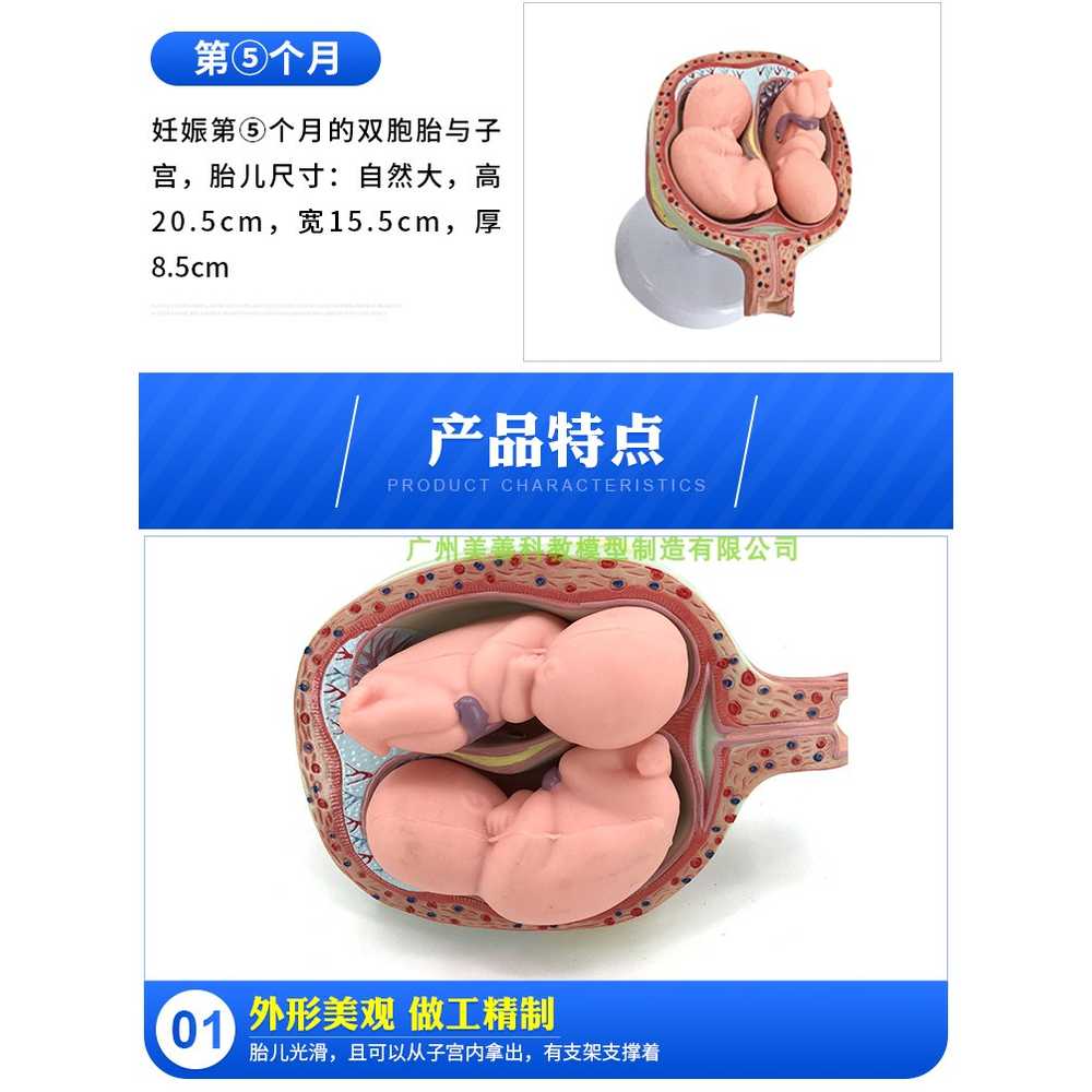 태아 배아 발달 인체 모형 용 산부인과 구조 해부학 8P - 상세 이미지 5