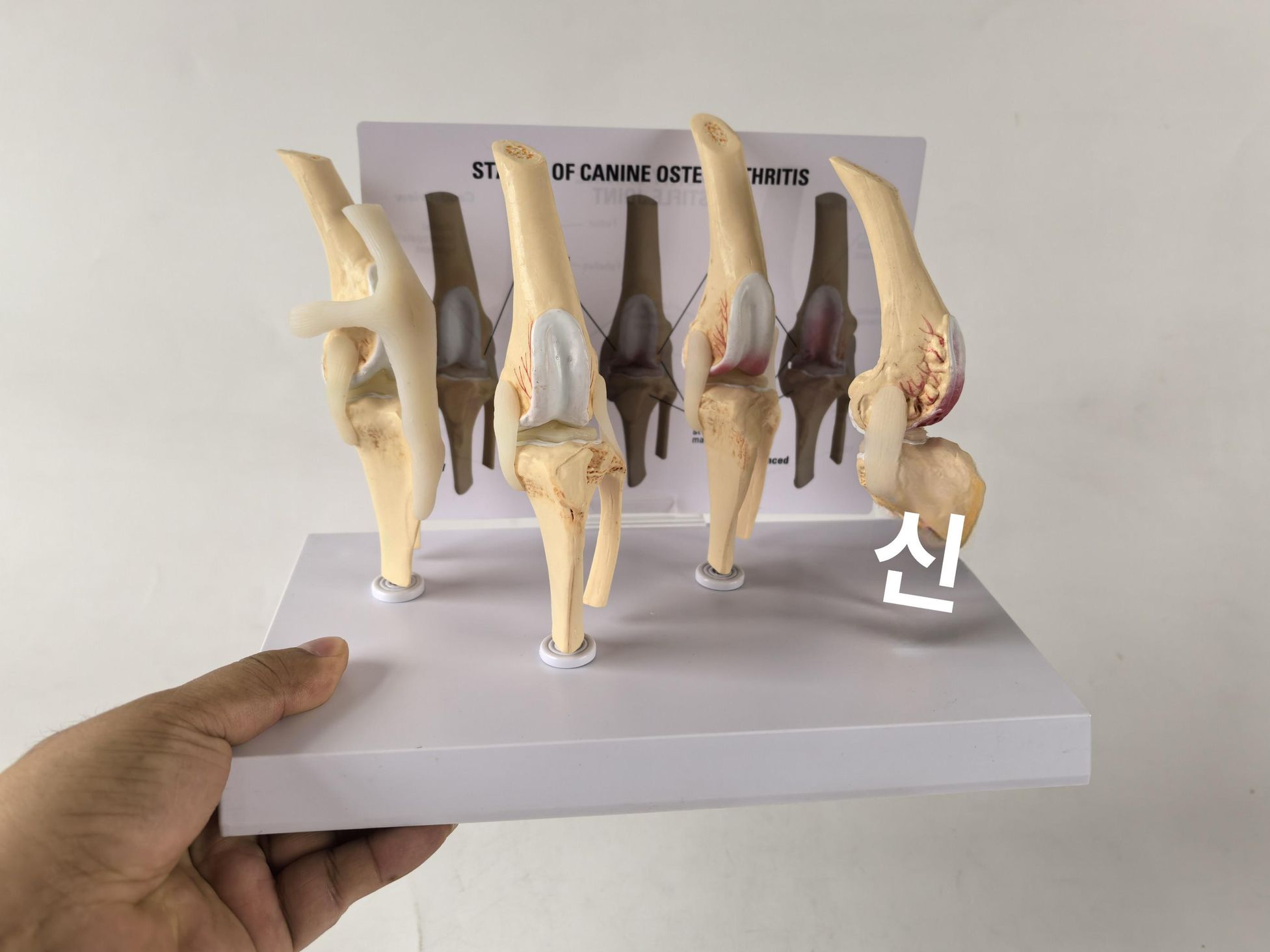 강아지 슬개골 모형 무릎 관절 동물병원 뼈 교구 단일 항목 - 상세 이미지 2