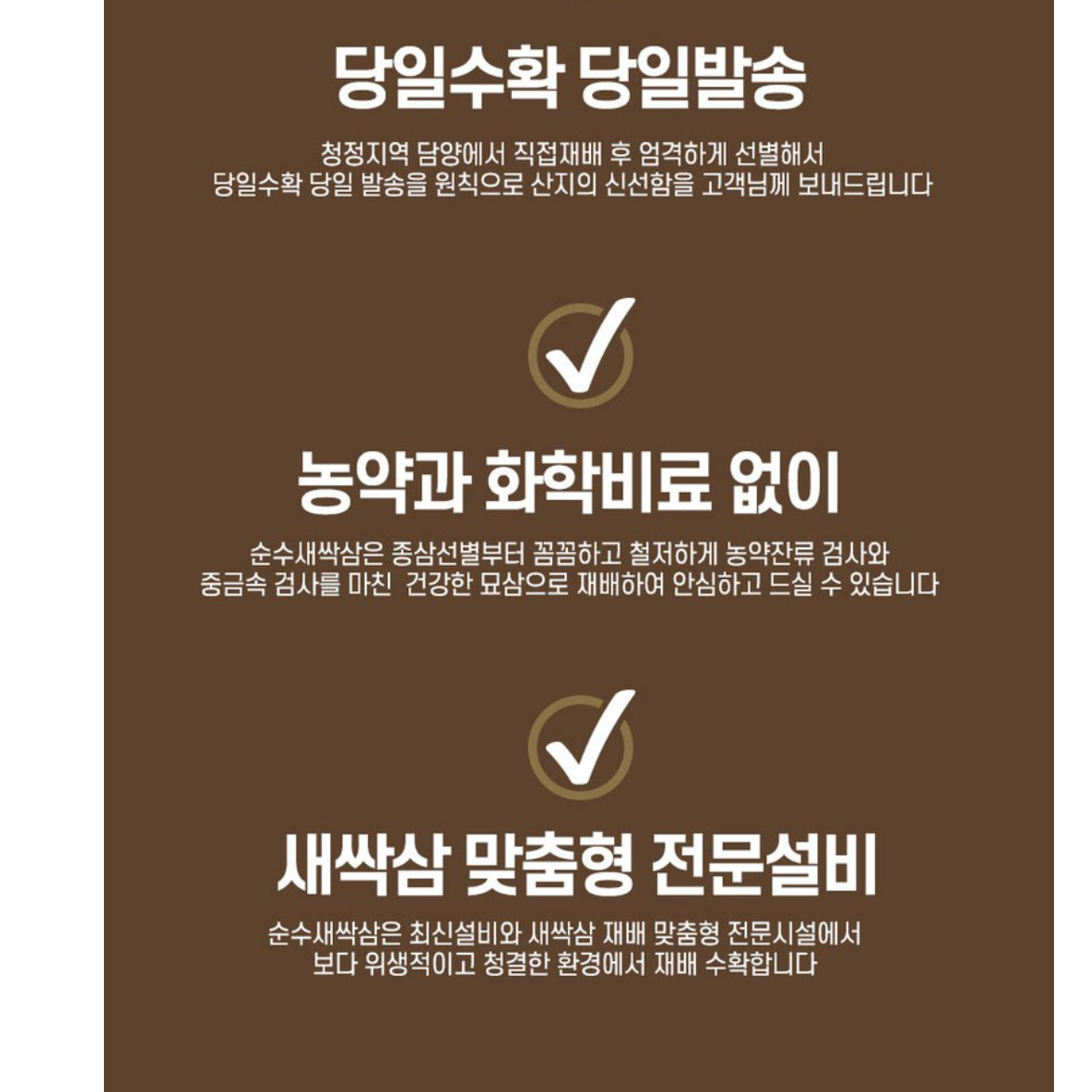 선물용 인삼 새싹 인삼 새싹삼 튀김용 소 70뿌리 - 상세 이미지 2