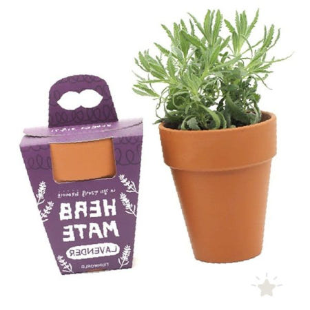 실내공간 향기식물 씨앗 흙 화분 포함 재배 세트 허브 가꾸기 체험 키트