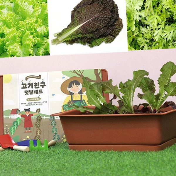 키우기 상추 씨앗 재배 적겨자 씨앗 쑥갓 채소 텃밭 베란다 초보 세트 가꾸기 배양토 초보용 - 상품 이미지