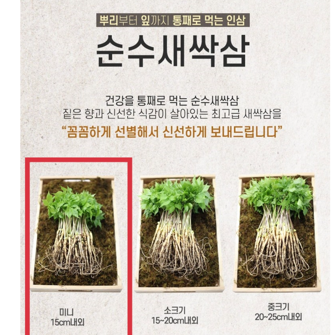 선물용 인삼 새싹 인삼 새싹삼 튀김용 소 70뿌리 - 상세 이미지 4