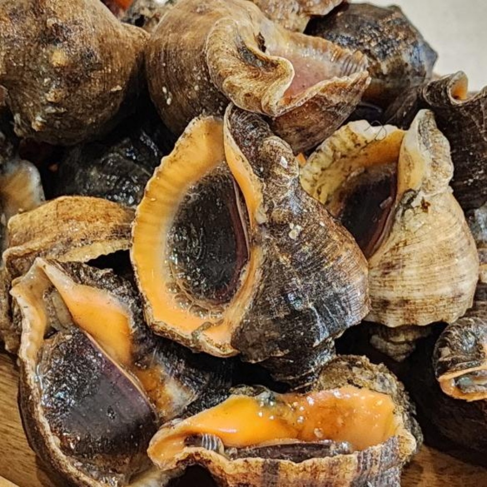 참소라 뿔소라 삐뚤이 소라 고동 자연산 삐뚜리 1kg 서해안 국산 제철 - 상세 이미지 3