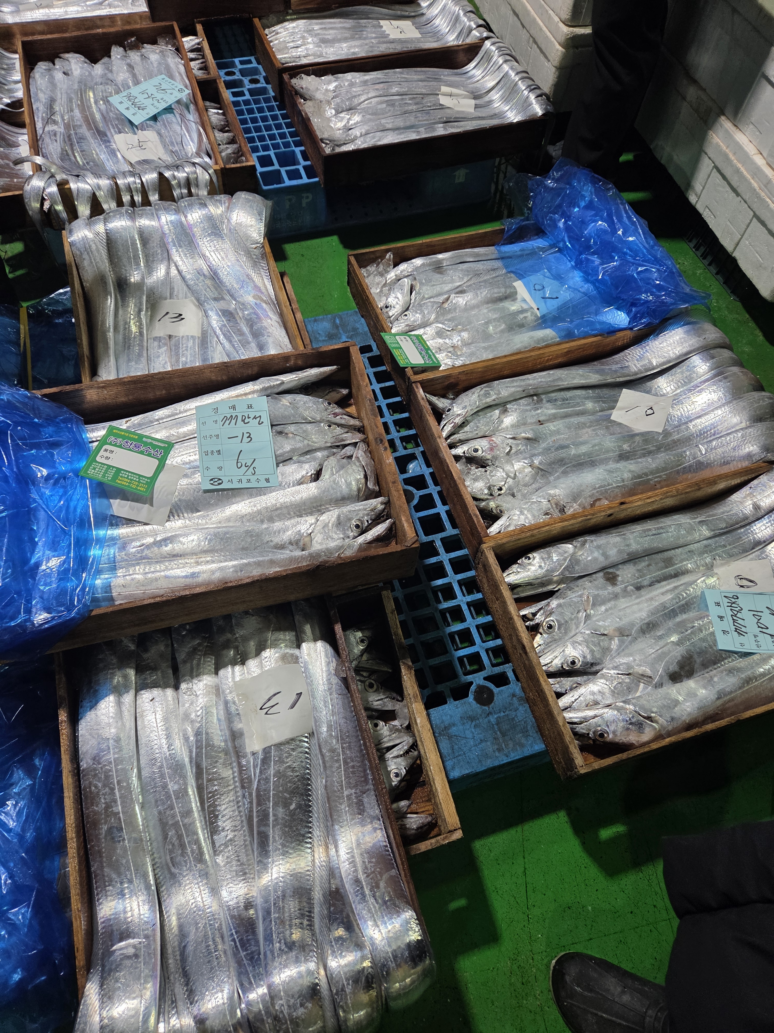 유통하맨x파머들 제주 은갈치 왕특대갈치 조이 구림 500g이상 700g 이상 선물세트 - 상세 이미지 2