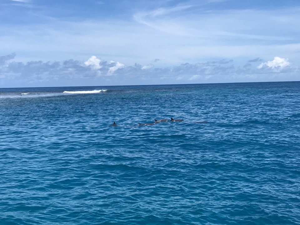 괌 파란 돌핀크루즈 에메랄드밸리 간식 사진 - 상세 이미지 4