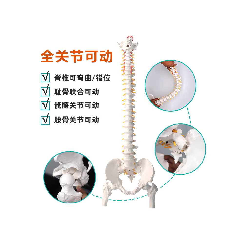 척추 모형 골격 뼈 인체 전신 골반 연구실 실험실 장비 85cm - 상세 이미지 4