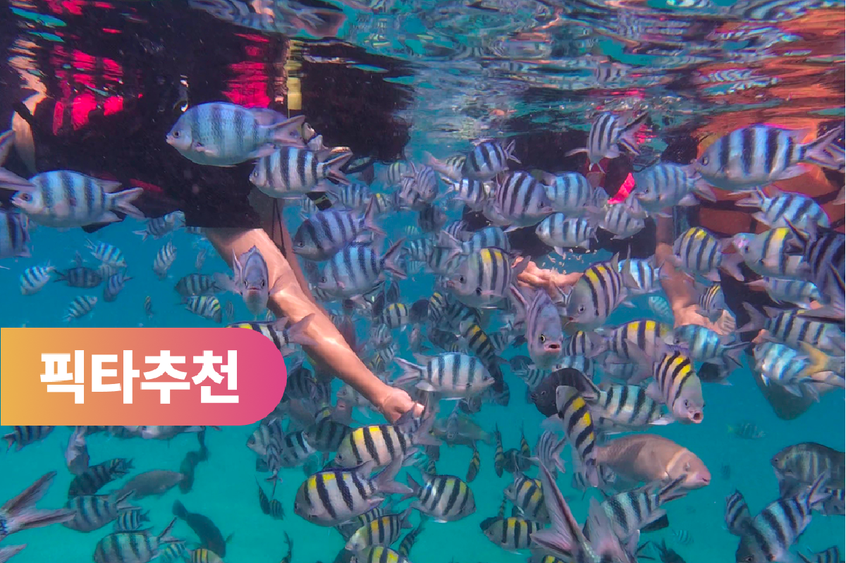 [가성비갑] 나트랑 어메이징 스노클링 호핑투어 (현지식, 픽업샌딩포함) - 상품 이미지