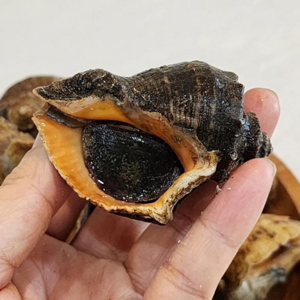 참소라 뿔소라 삐뚤이 소라 고동 자연산 삐뚜리 1kg 서해안 국산 제철 - 상세 이미지 4