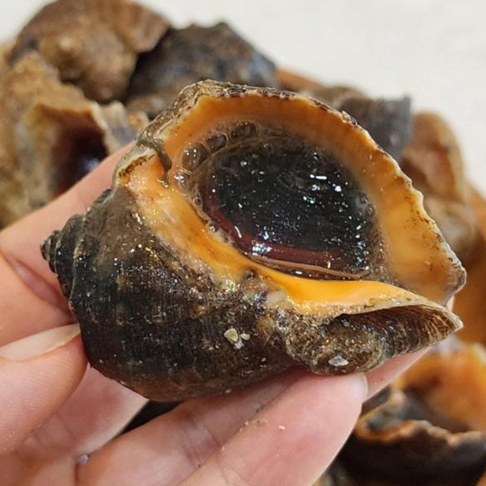 참소라 뿔소라 삐뚤이 소라 고동 자연산 삐뚜리 1kg 서해안 국산 제철 - 상품 이미지