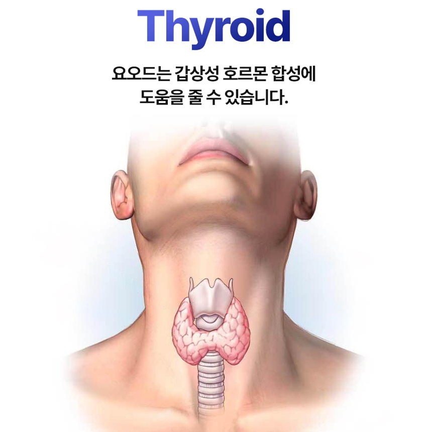 나프라우드 요오드 BC 컴플렉스 갑상선 영양제 많은 미역 음식 종류 육체 피로 기능 저하 - 상세 이미지 3