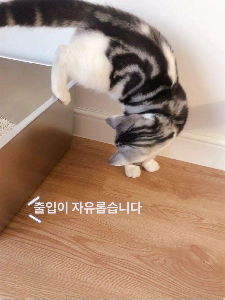 고양이 스텐 화장실 뚱냥이 특 오픈형 중형 대형 평저 사각 32x22x7cm 고급형 내구성 - 상세 이미지 4