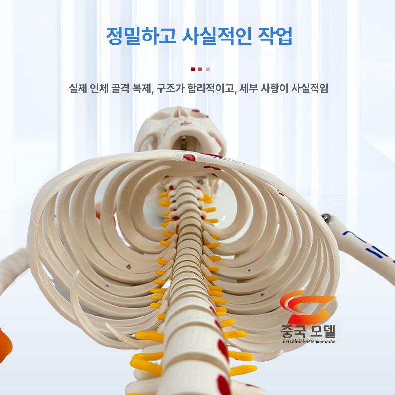 교육용 인체모형 소형 사람 해부학 해골 학습 교구 스켈레톤 의학 학생용 - 상세 이미지 4
