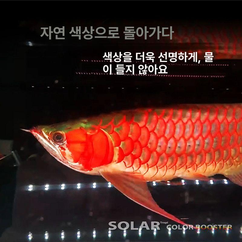 열대어 어항등 홍용 LED조명 스팟라이트 붉은색 미니 수조전용 원형 메탈 표준형 - 상세 이미지 4
