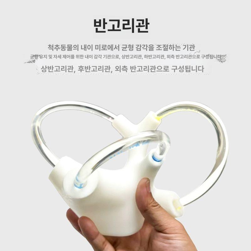 교육 모형 반고리관 인체 이비인후과 귀 해부학 교구 청각기관 학습용 - 상세 이미지 4