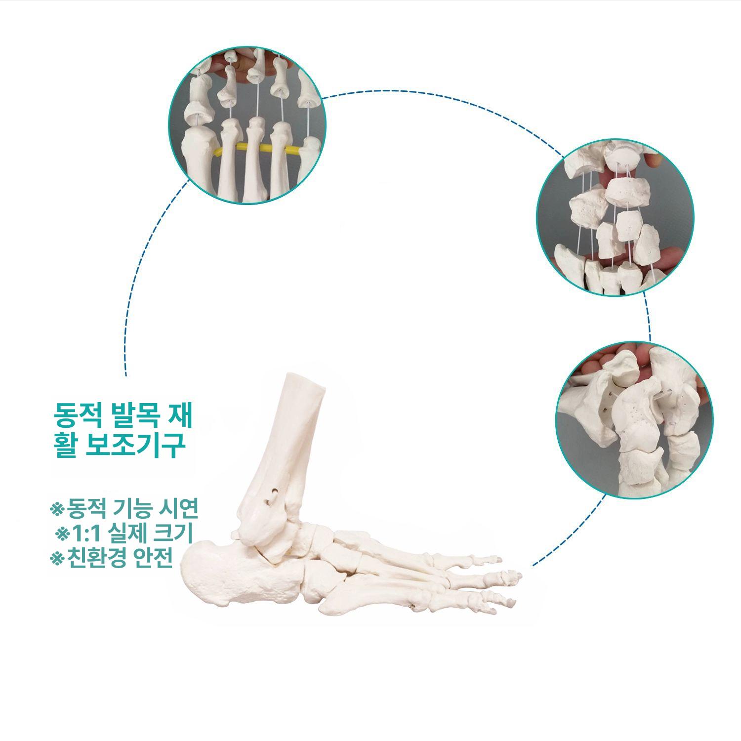 의학 뼈모형 발 교육용 해부학 교구 족골 정형외과 인체모델 - 상세 이미지 3