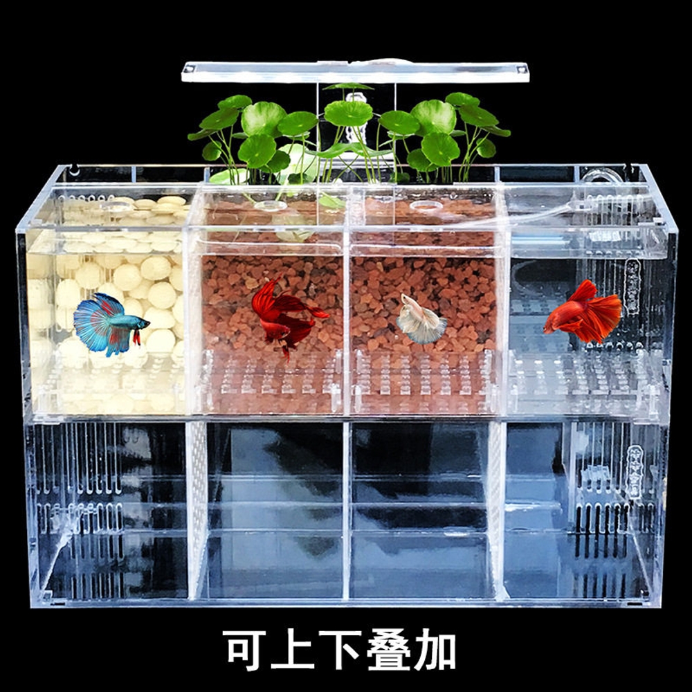 분할 수조 칸막이 어항 구피 격리 박스 치어망 베타 탱크 수족관용 물고기키우기통 - 상세 이미지 4