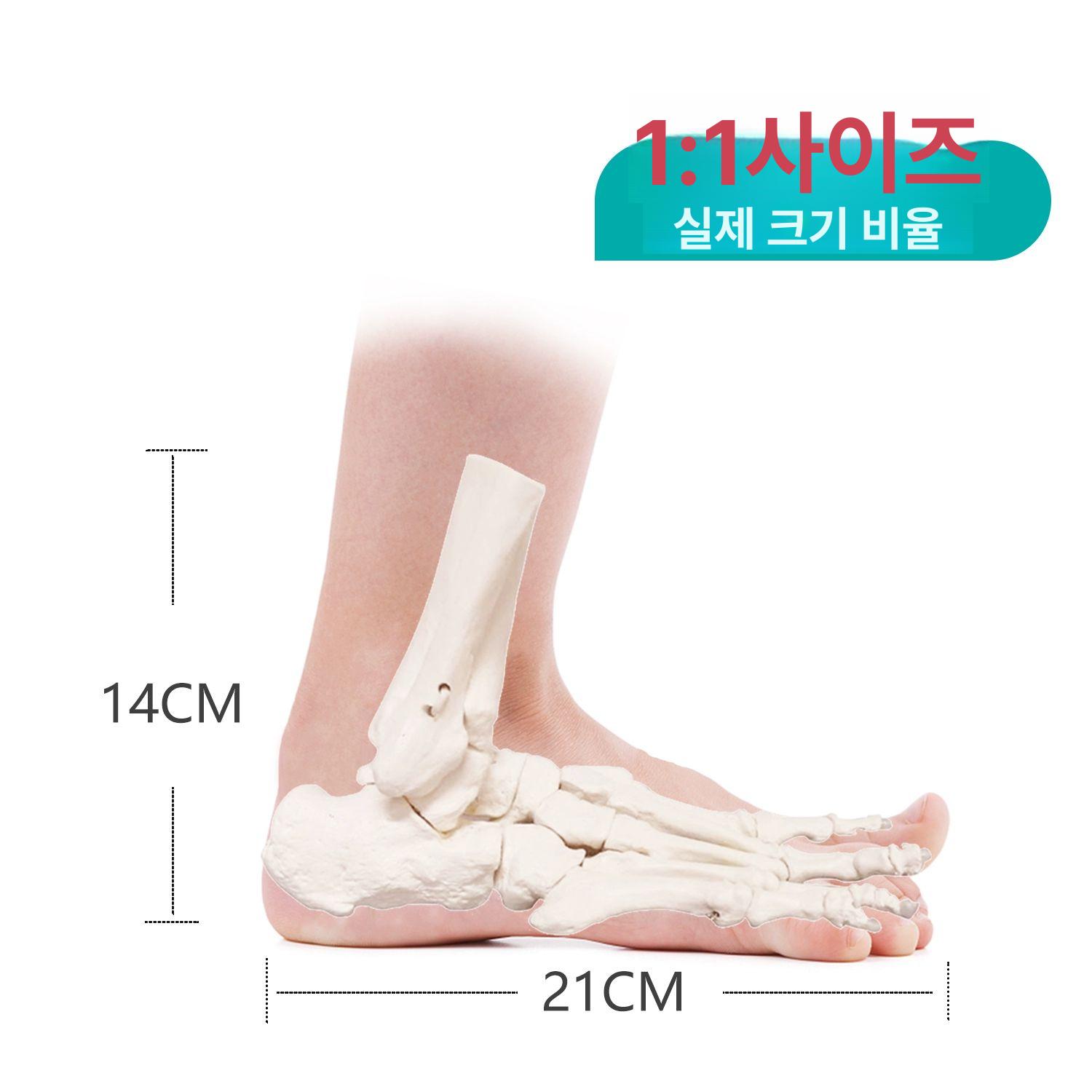 의학 뼈모형 발 교육용 해부학 교구 족골 정형외과 인체모델 - 상세 이미지 4