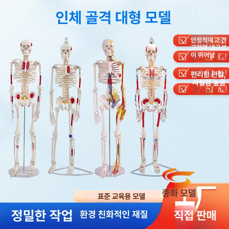 교육용 인체모형 소형 사람 해부학 해골 학습 교구 스켈레톤 의학 학생용 - 상세 이미지 2