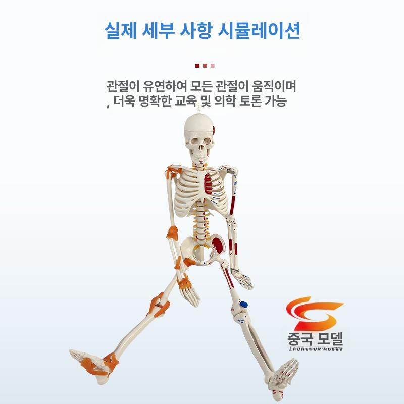 교육용 인체모형 소형 사람 해부학 해골 학습 교구 스켈레톤 의학 학생용 - 상세 이미지 5