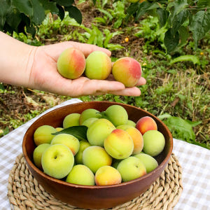 하동 황 매실청 액기스 매실원액 3년숙성 (1000mlX2병) 매실엑기스 맛있게 먹은 솔직 후기 - 상품 이미지 4