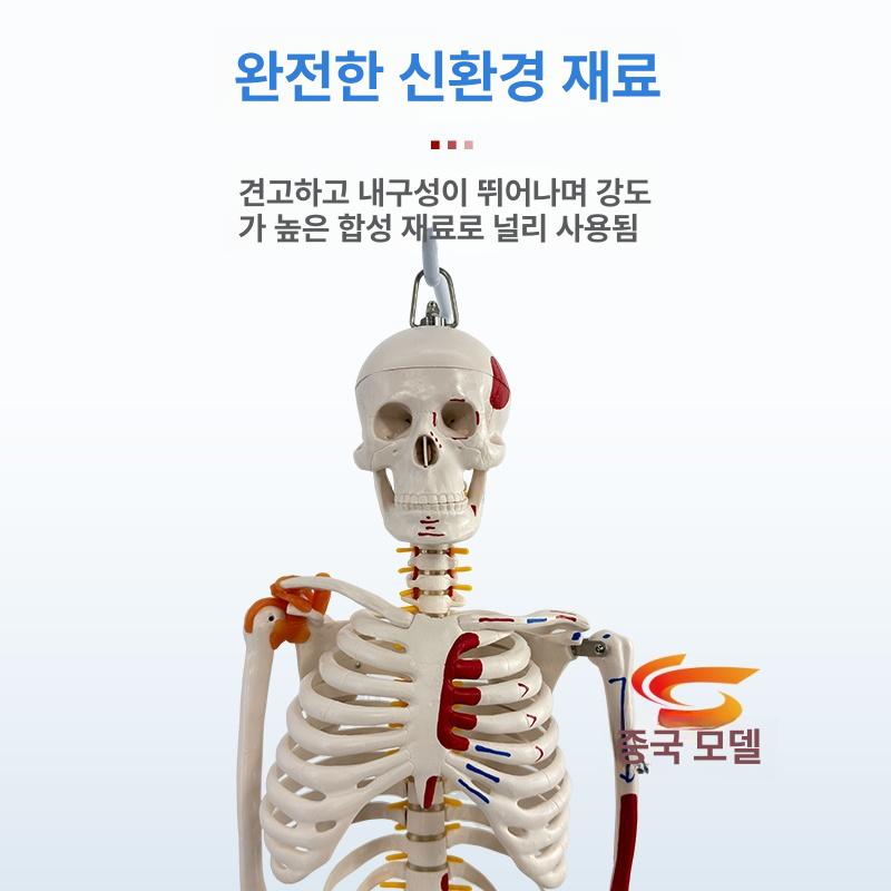 교육용 인체모형 소형 사람 해부학 해골 학습 교구 스켈레톤 의학 학생용 - 상세 이미지 3