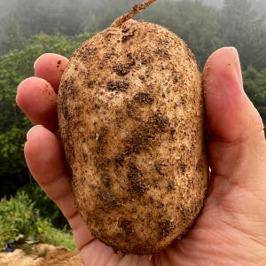 햇감자 홍 수미감자 3kg 5kg 10kg 알 두백감자 강원도 돼지 히카... 맛있게 먹은 솔직 후기 - 상품 이미지 1