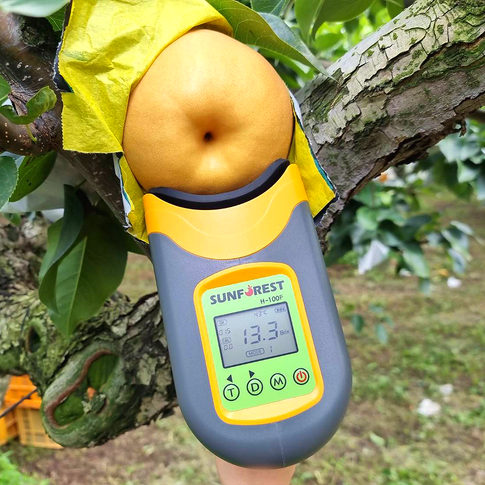 아삭하고 시원한 고당도 꿀배 전남 나주 신고배 선물세트 10-11과, 7.5kg, 1개 - 상세 이미지 4