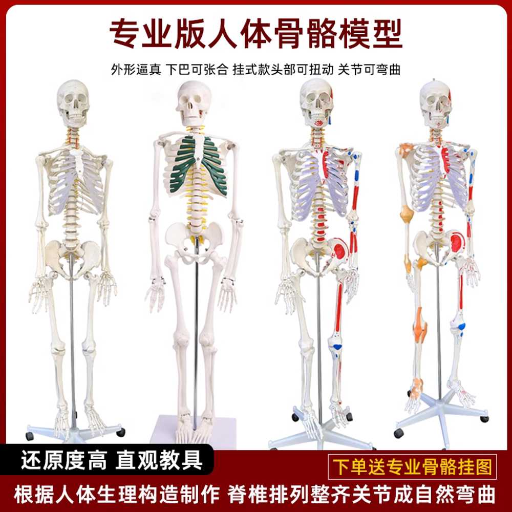 대형 해골 모형 성인 근골격 전신 인체 실험 교육 도구 A - 상세 이미지 2