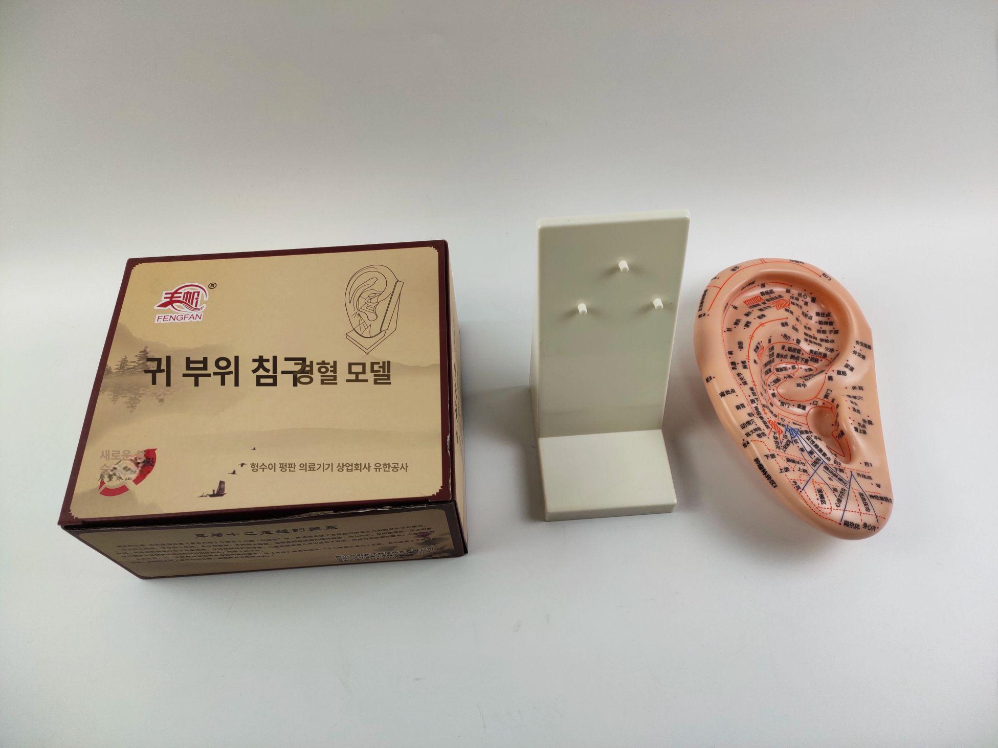 귀경혈 모형 한의학 이침 실습용 지압점 혈점 마네킹 교육 연습 전신 침구 - 상세 이미지 3
