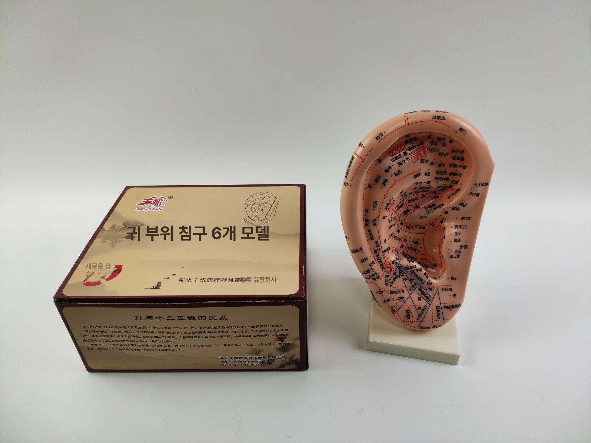 귀경혈 모형 한의학 이침 실습용 지압점 혈점 마네킹 교육 연습 전신 침구 - 상세 이미지 2