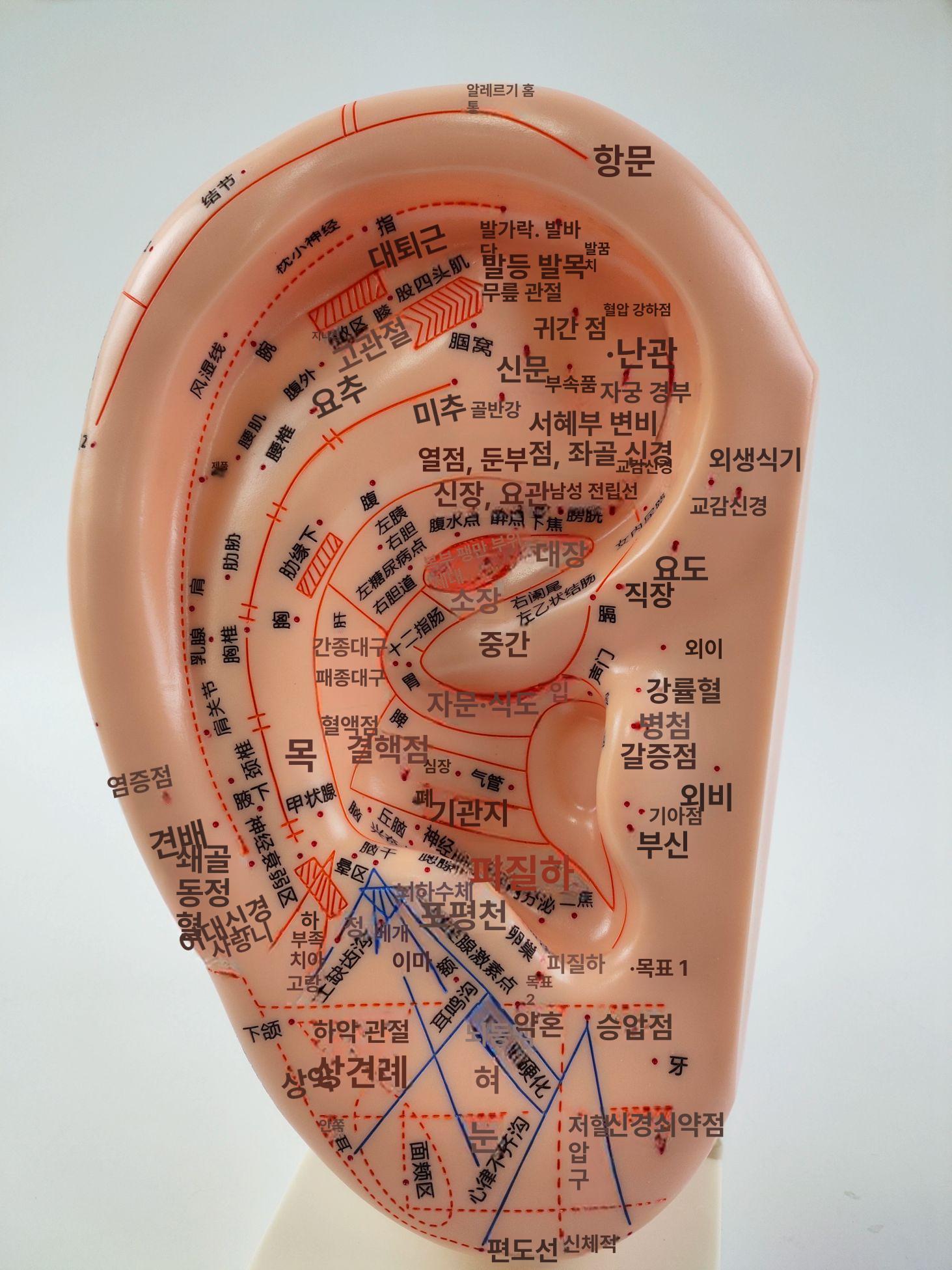 귀경혈 모형 한의학 이침 실습용 지압점 혈점 마네킹 교육 연습 전신 침구 - 상세 이미지 4