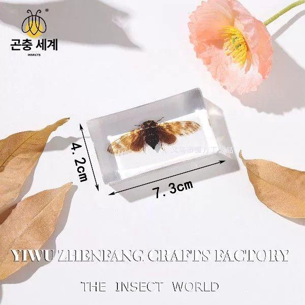 곤충 표본상자 장수풍뎅이 박제 수집용 케이스 농원 학습 관찰용 모형 - 상세 이미지 2