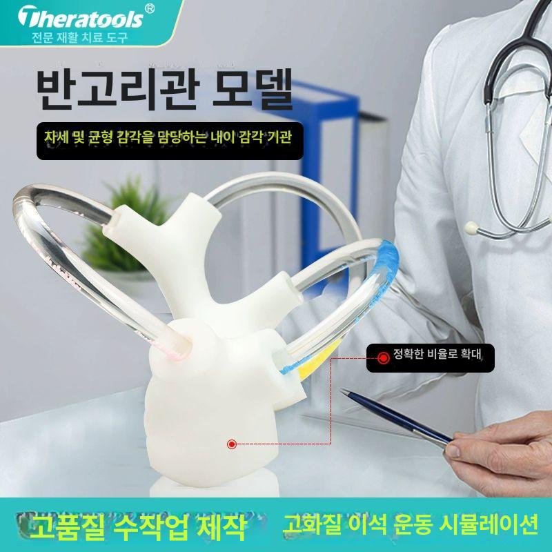 이비인후과 모형 반고리관 귀 달팽이관 교육용 해부학 의학교구 - 상세 이미지 2