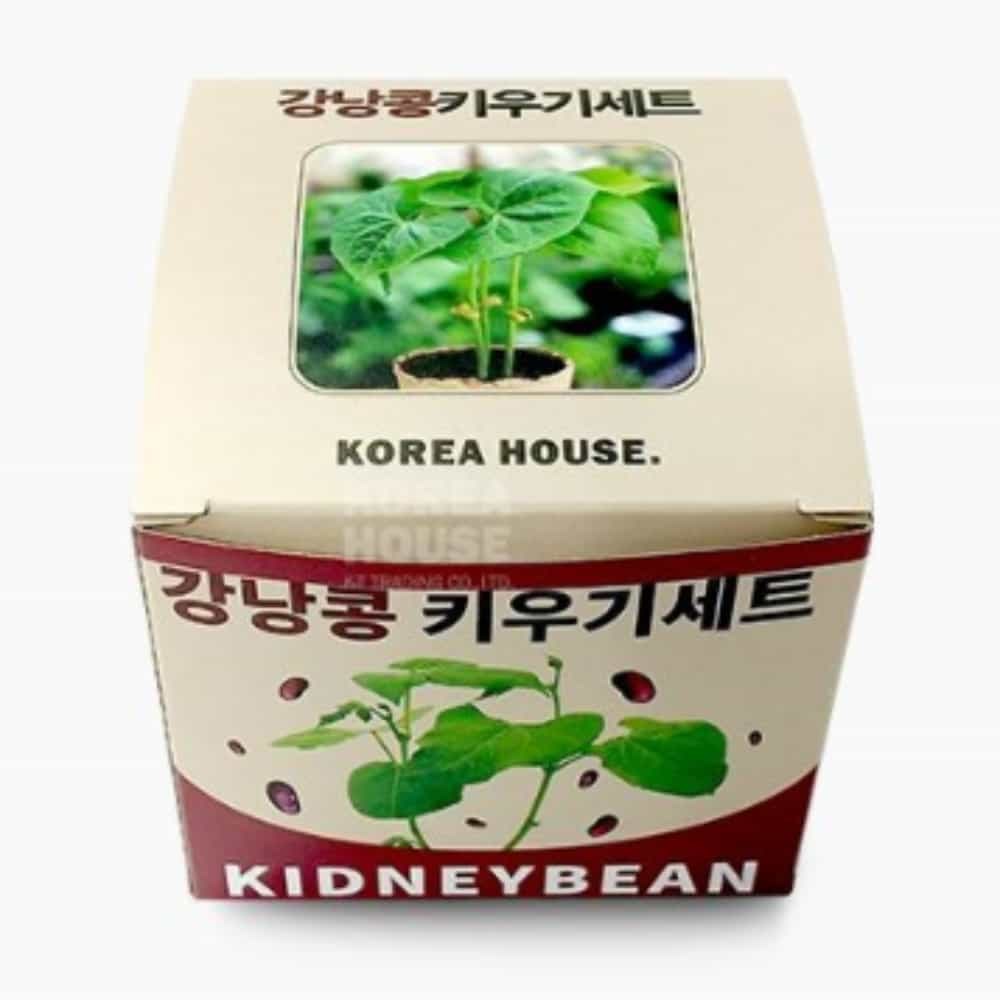 [자연관찰] 강낭콩 새싹 키우기 세트, 어린이 체험학습용 야채 재배 키트 - 상품 이미지