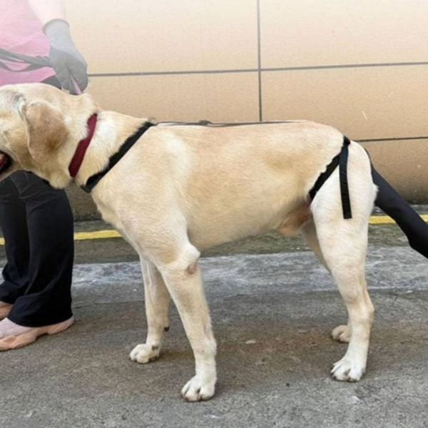 반려견 강아지 꼬리 커버 강아지 꼬리 감싸 개 - 상품 이미지